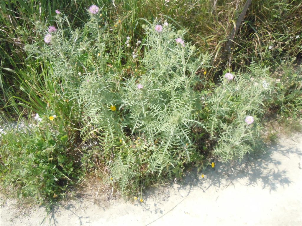 Galactites tomentosus